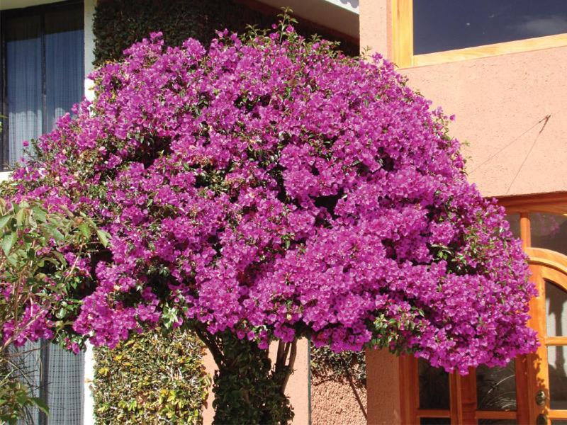 Hotel Arrecife De Coral San Cristóbal de Las Casas Kültér fotó
